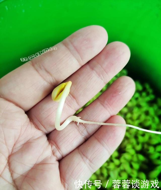 用了我这办法,发黄豆芽不会变臭一次就成功,五天就长15厘米高!