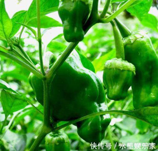 有益健康的好食物，沒事常吃點，促進排毒，滋養身心，誰吃誰變好