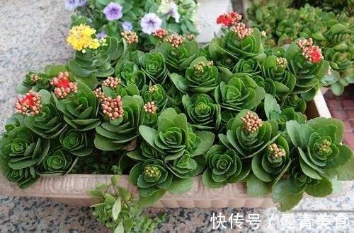 窍门|长寿花，用2个“窍门”，叶片就像“猪耳朵”，花儿紧凑上千朵