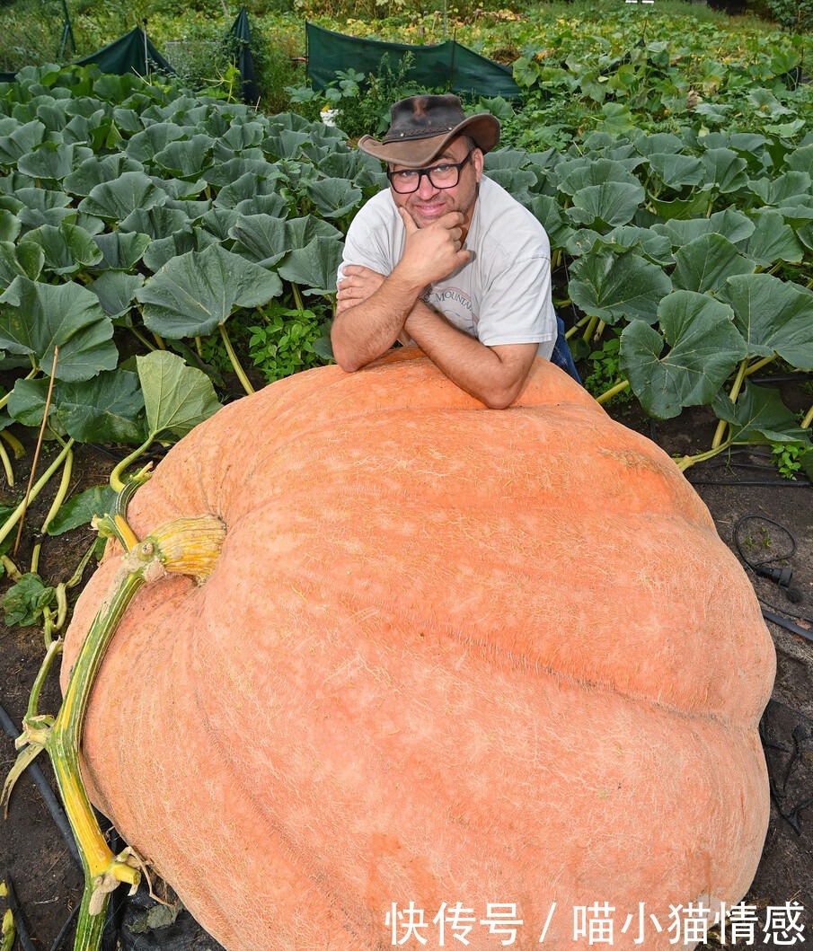 藤蔓|720公斤!德国男子种出巨型南瓜,手臂一样粗的藤蔓