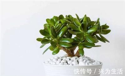 植物|养这“2种”树,能成“老桩”,越养殖越好看,而且“价格高”