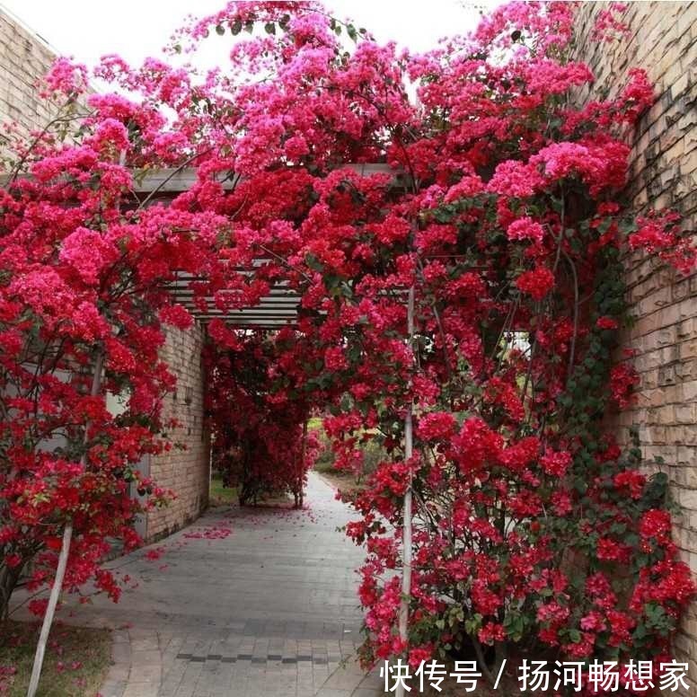 三角梅不开花春天记得做好2点,花芽嗖嗖冒,一年开花180天