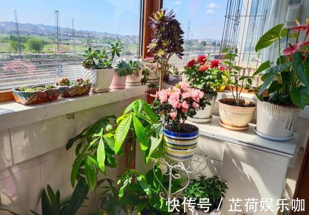 养花|新人养花想得心应手,需注重3个小技巧,掌握到位养啥花都不难