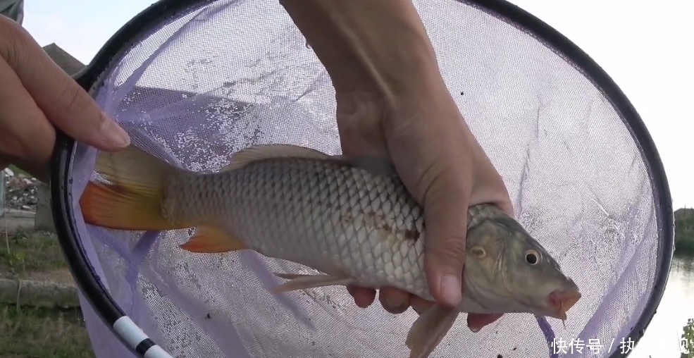 钓位|江苏一河道鲤鱼“大爆发”,钓鱼人:有人倒了十几车