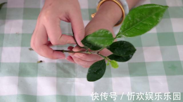 扦插|栀子花扦插很简单,修剪完的枝条不要扔,注意几点生根速度快