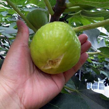 一个枝条插花盆，10天生根，当年结果50颗，超市30块钱一斤