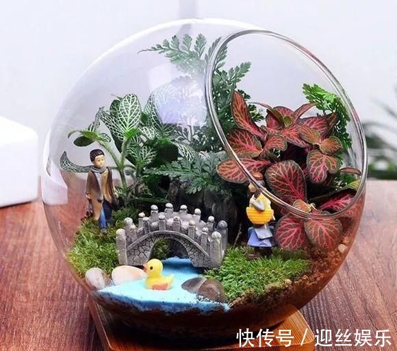 她家从不养绿萝,就养4种“颜值花”,叶子比花还好看