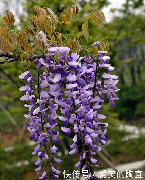 光照|紫藤花花开过后,记得修剪一下,注意这些点