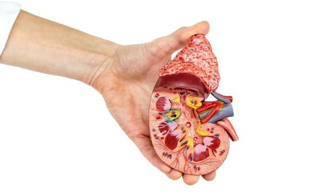 家里有肾结石的,1种食物别错过,粉碎结石,慢慢排出体外