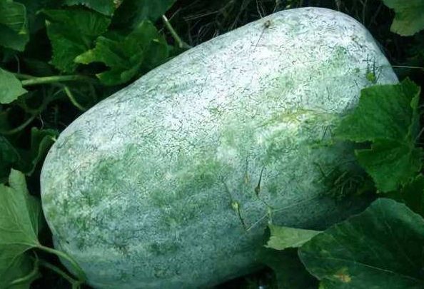 冷豆腐|4种食物能“吸走”脂肪,每天坚持吃一点,轻松瘦出“小蛮腰”