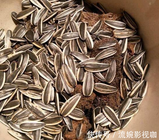 君子兰肥|君子兰肥到流油,长寿花开不断,原来他用了这个小方法!