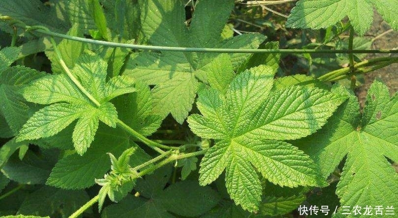 我的家乡|农村一种植物浑身是宝,却被农民归为害草,俗称“拉拉秧”