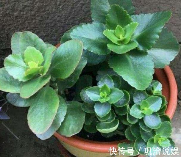 植物|秋养长寿花、蟹爪兰,3方面打好基础,9、10月就能嗖嗖开花