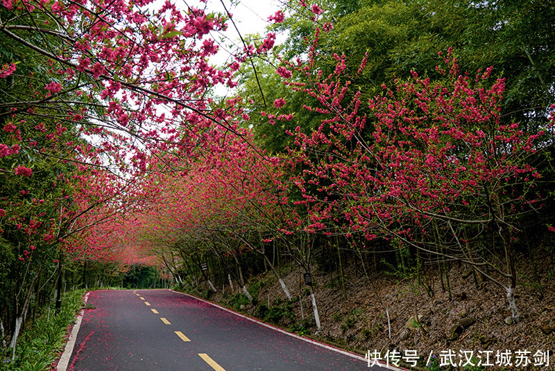 灼灼碧桃艳春色、花乡茶谷春满园