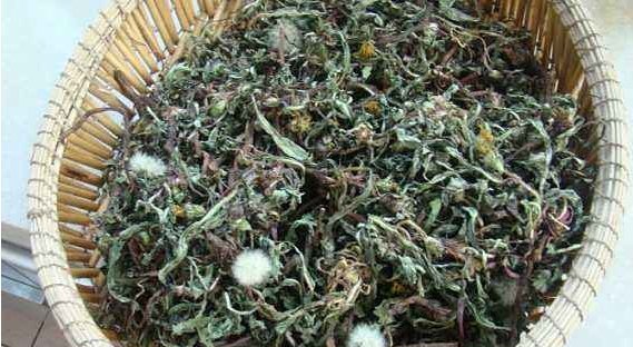 药草|蒲公英虽被称为“药草皇后”,但泡水喝时,要格外注意这三点