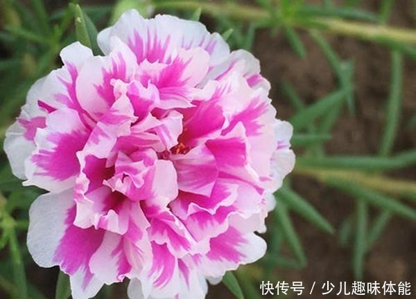 枝条|当太阳花升级成“重瓣花”，照样是开花机器，一根枝条就是一盆花！