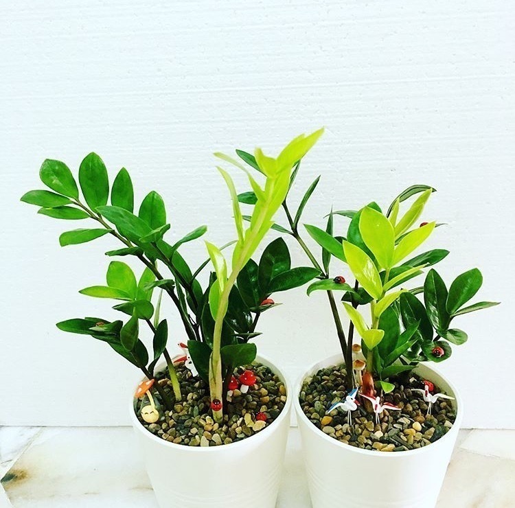 叶片|养2种花“吉祥”花,不要掏冤枉钱,1叶子插土里,冒出一圈土豆根