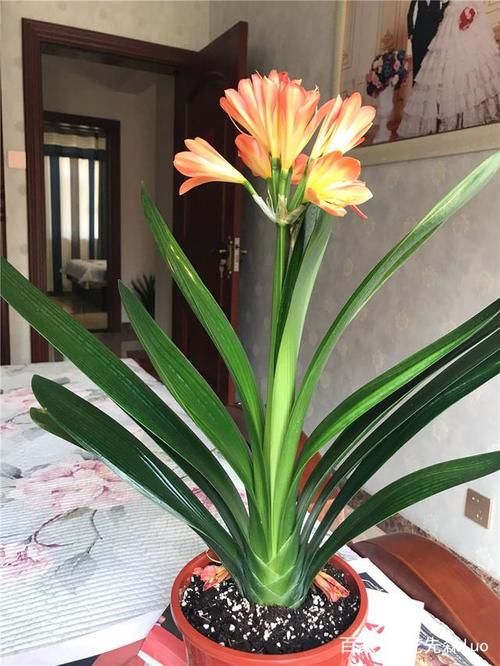 君子兰：叶大“流油”，花多“压”枝，4个小技巧，搞定！