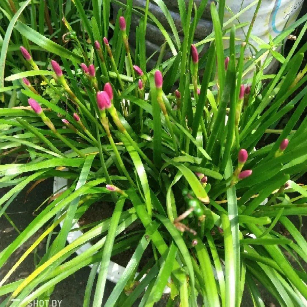 风雨兰|从养花大神家,偷来3个爆花技巧,快学,24小时后删