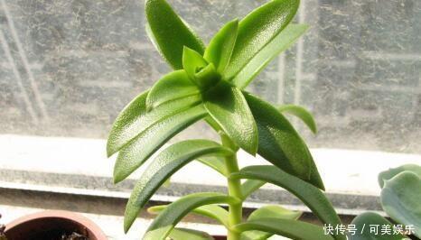 青菜|多肉徒长成“青菜”,4个小步骤,就能长成漂亮老桩,又美又肥