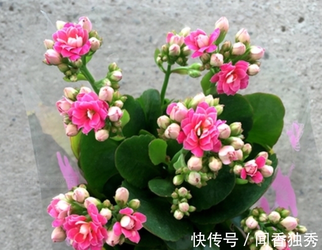 长寿花|长寿花“12月”不长花苞？赶紧狠心“虐一虐”