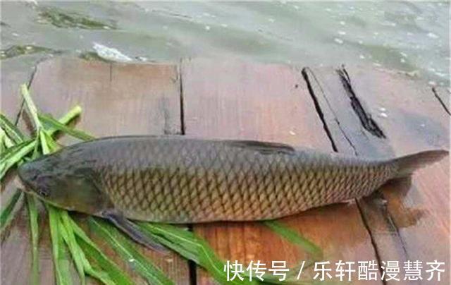 碎米|学会这两种自制饵料,专门钓秋天的大草鱼,效果谁用谁知道
