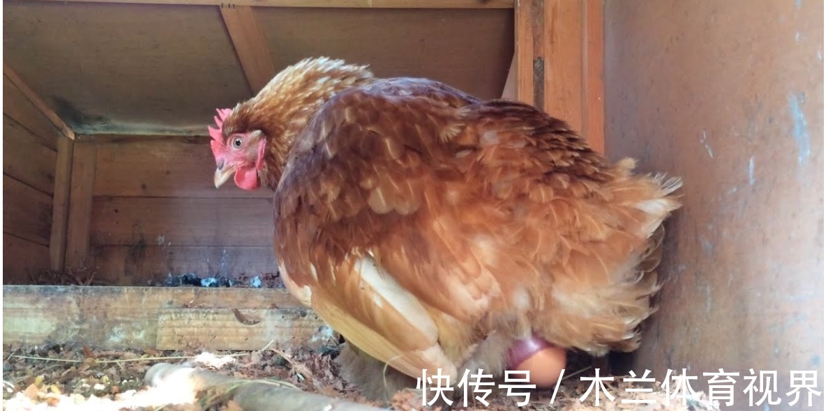 稀蛋白|明明无需公鸡存在,母鸡就能自行生蛋,公鸡有什么存在的必要么?