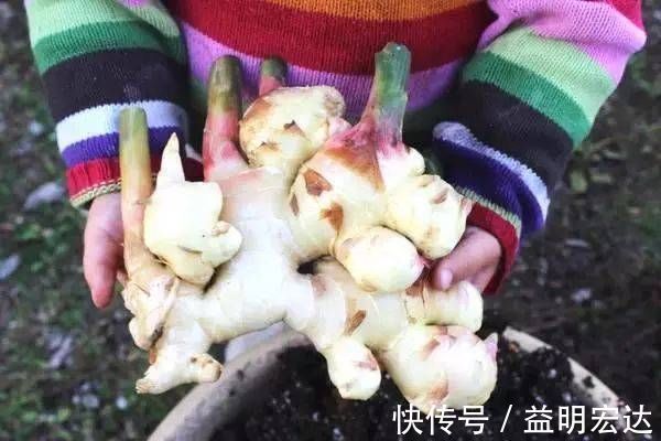 冬天|切块生姜放水里，7天发芽，3个月结出一桶姜，原来生姜是这么种的