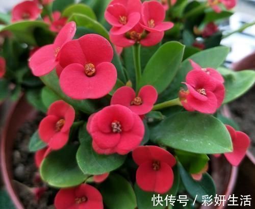 太阳花|漂亮美艳的4种花,一年开花很多次,香气四溢