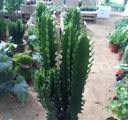 逛花市,看到“1种花卉”,记得买回家,被称为“镇宅花”,好养