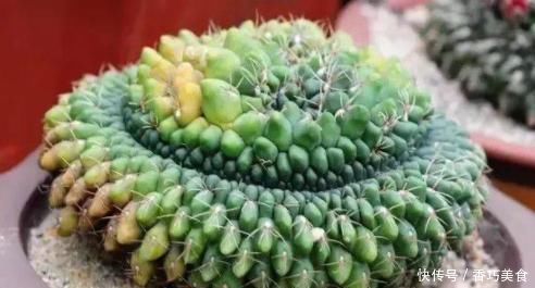 想要多肉变形教你4招缀化方法,第3种1周就能变成鸡冠头