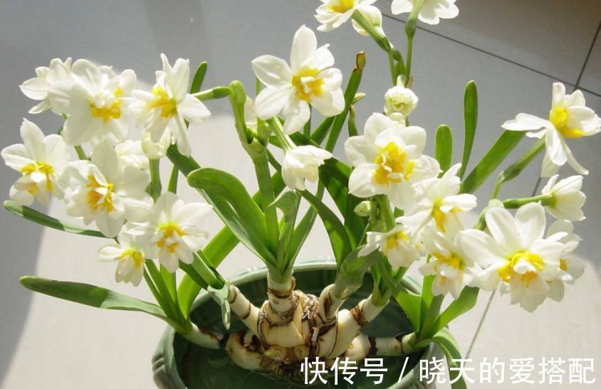 叶片|管不住手就养10种花，颜值高好养护，丢水里呼呼长满盆