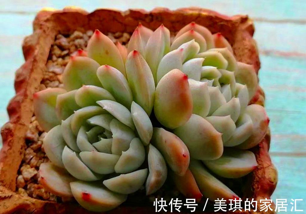 这些第三眼多肉,勉强买回家,出状态后却让人感到惊喜