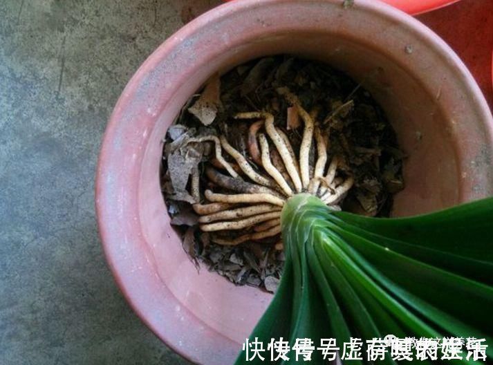 养花|老花匠:扔4种“东西”,就是扔钱,比花肥还好用,不花钱!