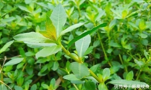 小溪|河沟和小溪边,生长着一种“水花生”,看似不起眼,价值高