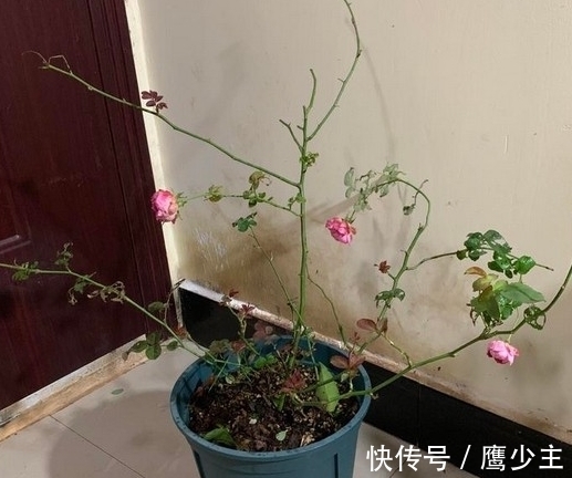 月季光杆后如何才能快速恢复生长,分清情况是关键