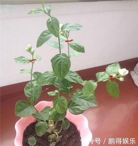 花舍不得剪,活该徒长叶不开花!此3种花这么剪,花开不断还有形