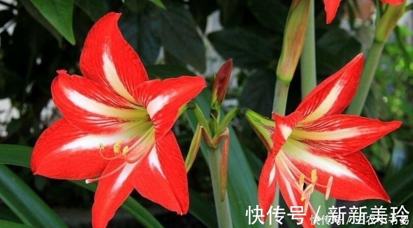 碧玉莲碧玉莲|5种适合冬天室内养殖的花, 非常漂亮, 注意养花更加旺盛