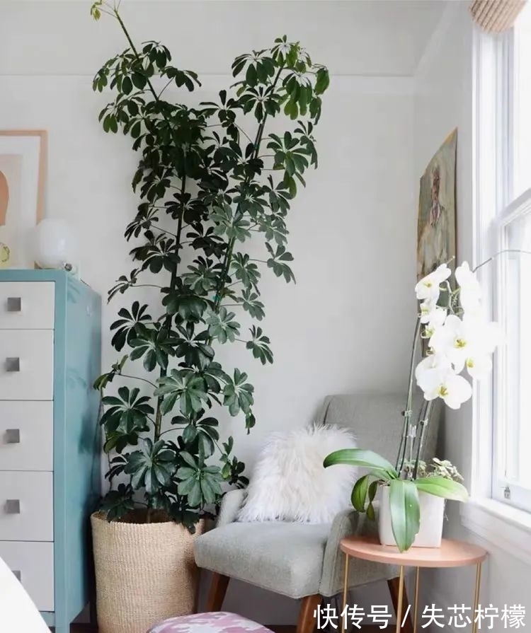 家里养鹅掌柴,早春做好这几件事,叶子绿得发亮,清雅又健康