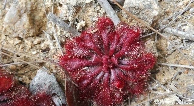 遇见|山里一种个头很小的野生物,不论谁遇见,都别破坏它,有价值