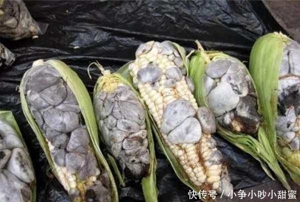 这些玉米长满了“灰色脓包”,但农夫看到却开心不已纷纷抢着要
