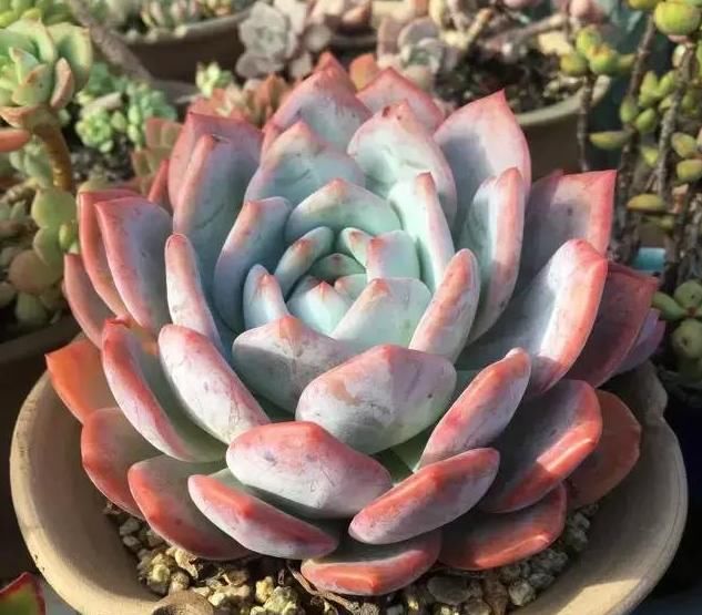  养肉|养肉人的初心：喜欢多肉的这几年，你变了吗？