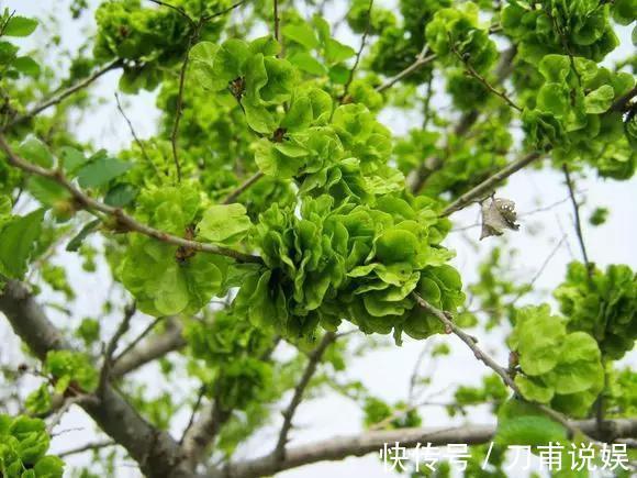 菠菜|春天唯一不含“草酸”的野菜，钙是菠菜3倍，正当季，不懂吃可惜