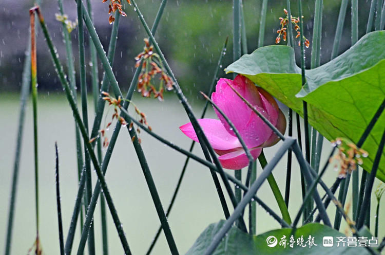 雨中来赏花！济南泉城公园荷花带雨，娇艳欲滴别样美|情报站| 齐鲁壹点