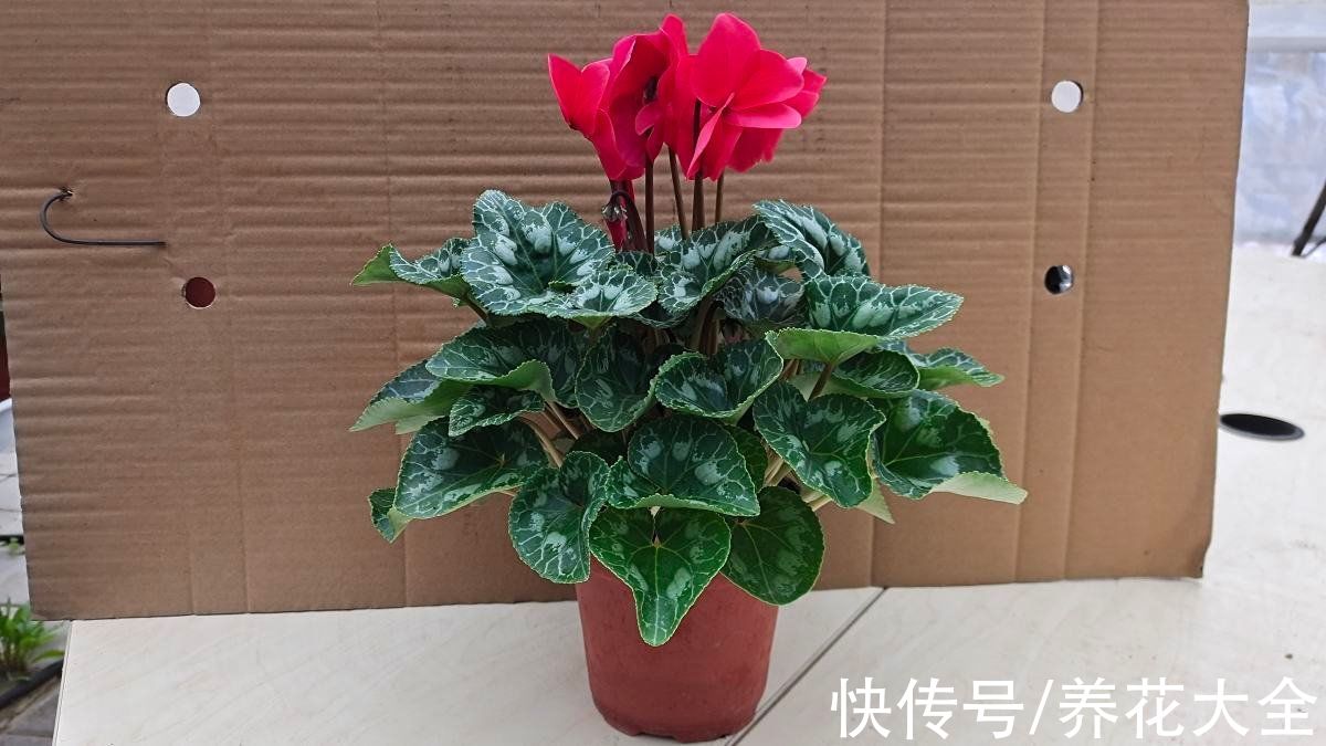 自来水|花市里看的花都挺好，买回家就养不活，到底是为啥