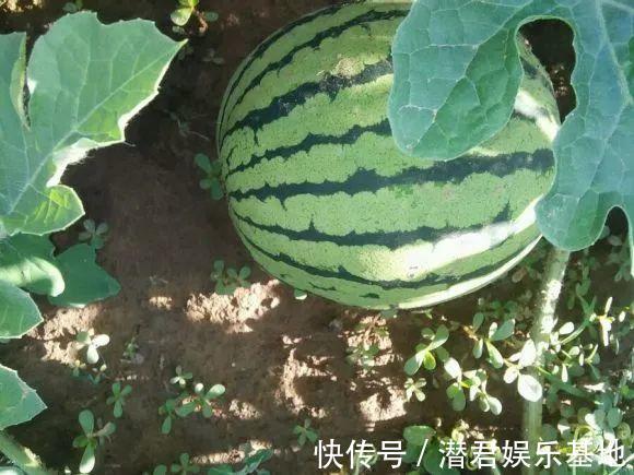 可以浇花的药,过期也要留着,保花不生虫、不生病!