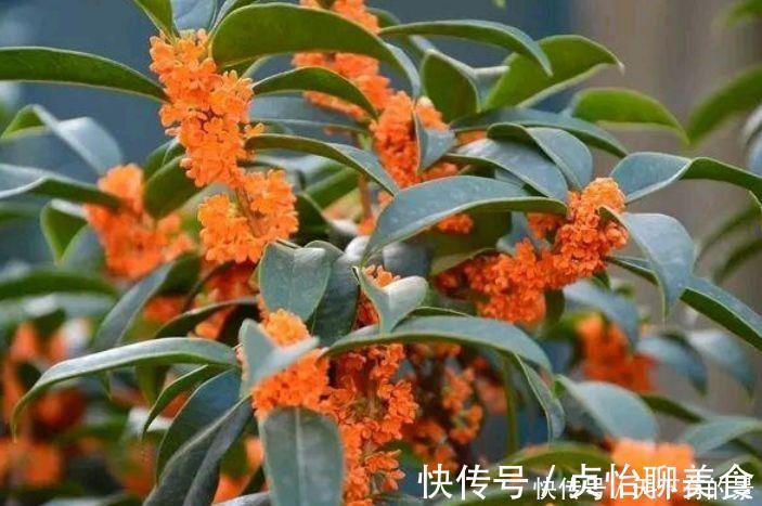 几款花是爆盆能手，开起花来拦不住，净化空气，家中必备