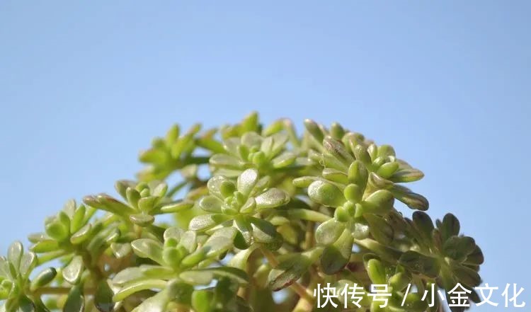 以阳光为滤镜,蓝天为背景,期待拥抱春天,拥抱自然!