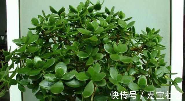 施肥|2种“废水”家家有，处理之后来浇花，根粗叶绿，半年不用施肥