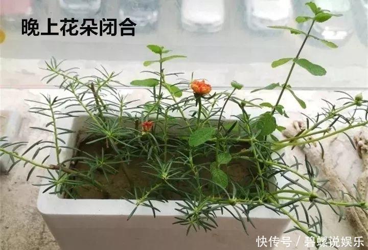 这花枝条剁8段，沾土就能活，3天生根7天开花！